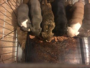 6 pit bull pups for sale