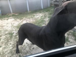 AKC Euro Blue Great Dane