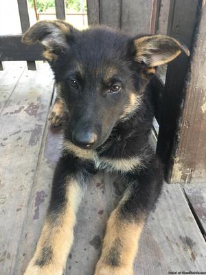 German Shepard puppy