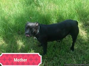 Pitbull puppies