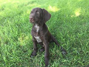 Registered German Wirehaired Pup