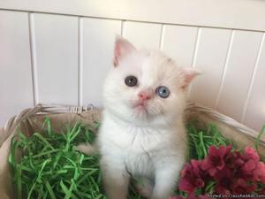 Unique odd eye Scottish Fold Kitten