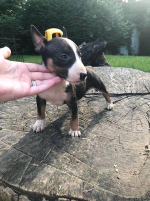 bull terrier pup