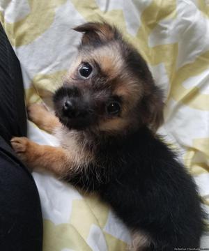 Yorkie mix