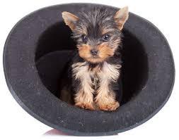 Beach Yorkies Available