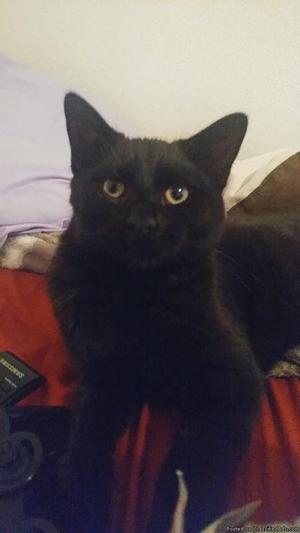 Black Cat for sale!