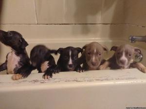 Bull dog puppies