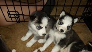 Husky puppies