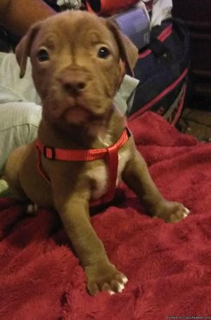 Male bully pitbull puppy 10 weeks old