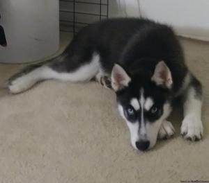 Male husky puppy needs a home