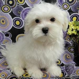11 Weeks Maltese Puppies for Sale