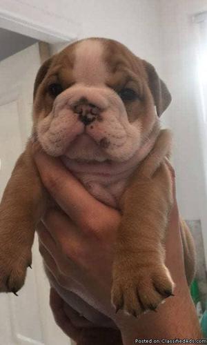 Adorable English bulldogs ready for new homes