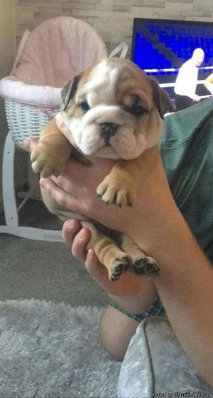 English bulldogs ready to move to your house!
