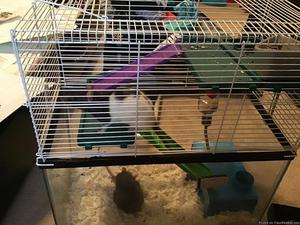 Giving away 2 female rats
