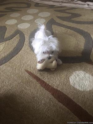 Tiny Female Maltese Puppy