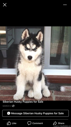 Huskies for sale