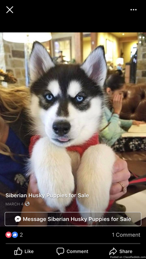 Huskies puppies for sale