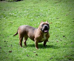 American Bully for sale