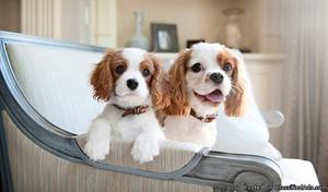 Cavalier King Charles Puppies for sale.