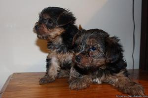 Yorkshire Terrier Puppies Male and Female Available