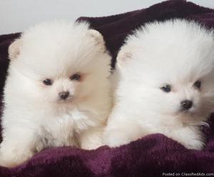 pomeranian puppies up for adoption