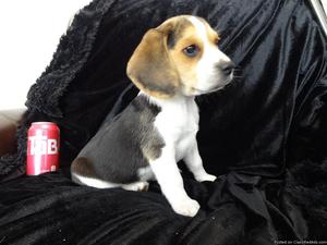 Cute looking beagle puppies