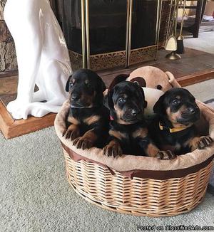 Lovely Doberman Pinscher Puppies 4 Sale &^*$