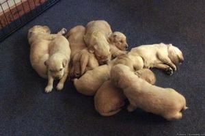 Pure breed AKC golden retriever pups