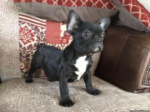 Stunning French bull dog puppies ready