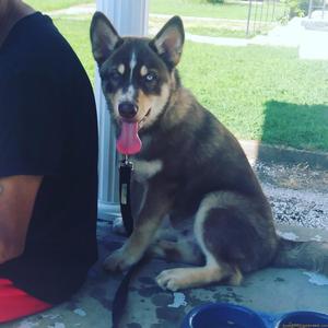 3 month old Siberian husky