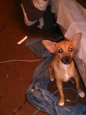 Chihuhua male puppy for sale