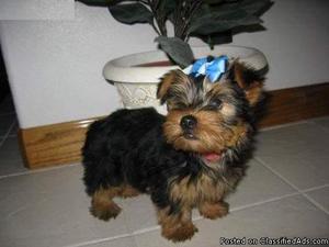 Gorgeous Tiny Yorkie Puppies for sale