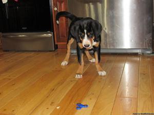 Greater Swiss Mountain Dog puppies