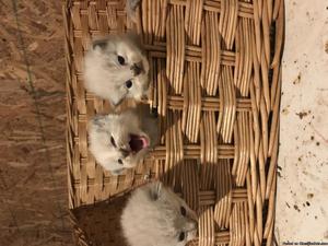 Half ragdoll & half Siamese kittens for sale