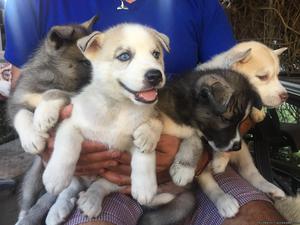 Husky puppies