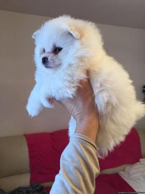 TEACUP POMERANIAN