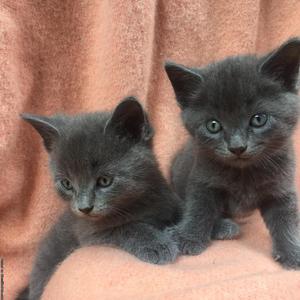 2 grey twin kittens