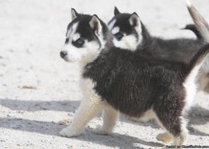 Blue Eyes Siberian Husky Puppies Avail