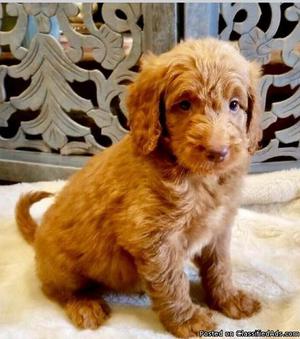 Friendly F1 mini goldendoodle and labradoodle puppies