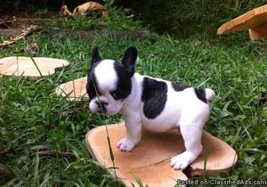 Healthy pure breed Akc French bulldog Puppies