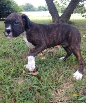 Males and Females Akc Boxer puppies