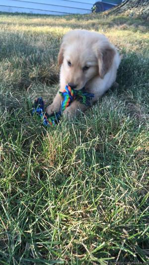 10 Week Old Golden Retriever Pup for Sale