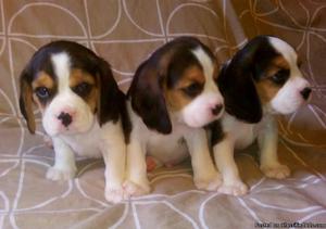 Delighted beagles puppies