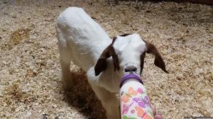 Boer Goat for sale
