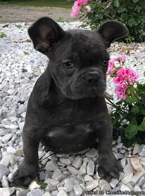Stunning French bull dog puppies ready