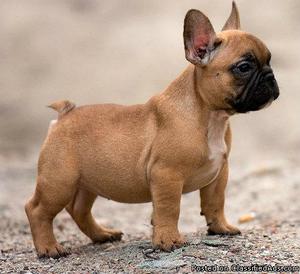 beautiful little French Bulldog