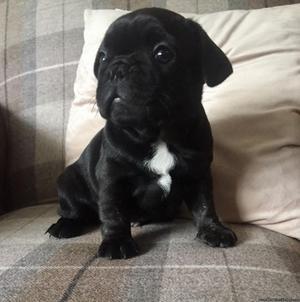 13 weeks old male french bulldog puppy