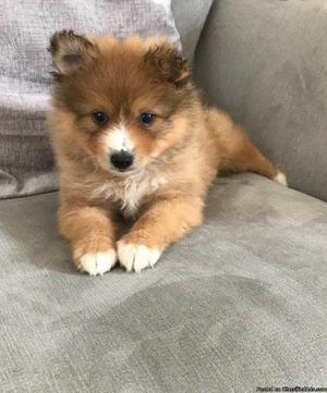 7 Month Old Boy Pomeranian For Sale Named Teddy