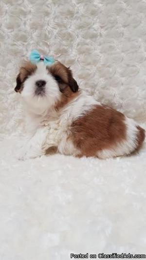 Adorable home raised Shih Tzu puppies *ONE MALE LEFT*