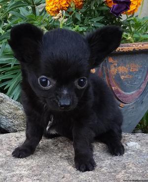 Chihuahua Puppy-- Female--Longcoat--Black with White